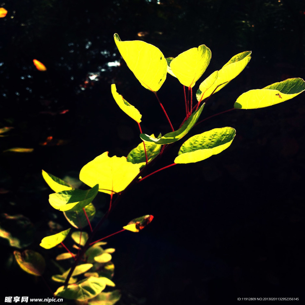 树叶
