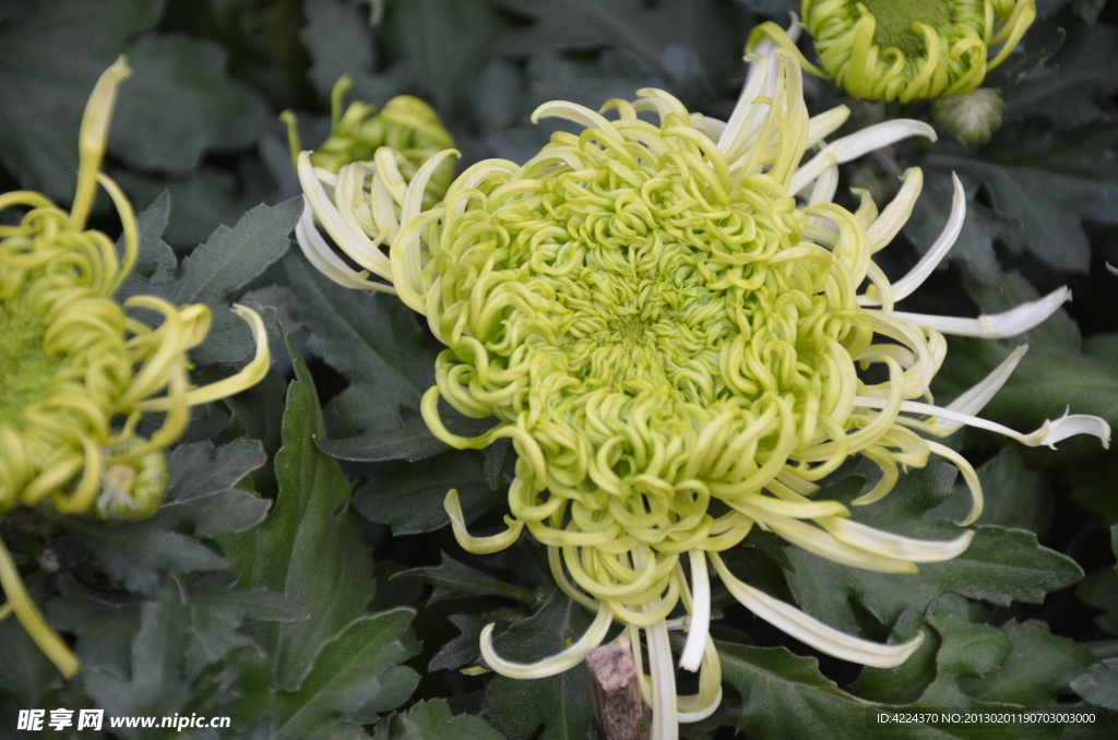 菊花