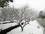 雪景
