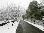 雪景