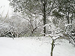 雪景