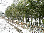雪景