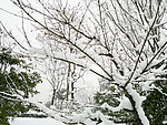 雪景