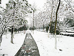 雪景