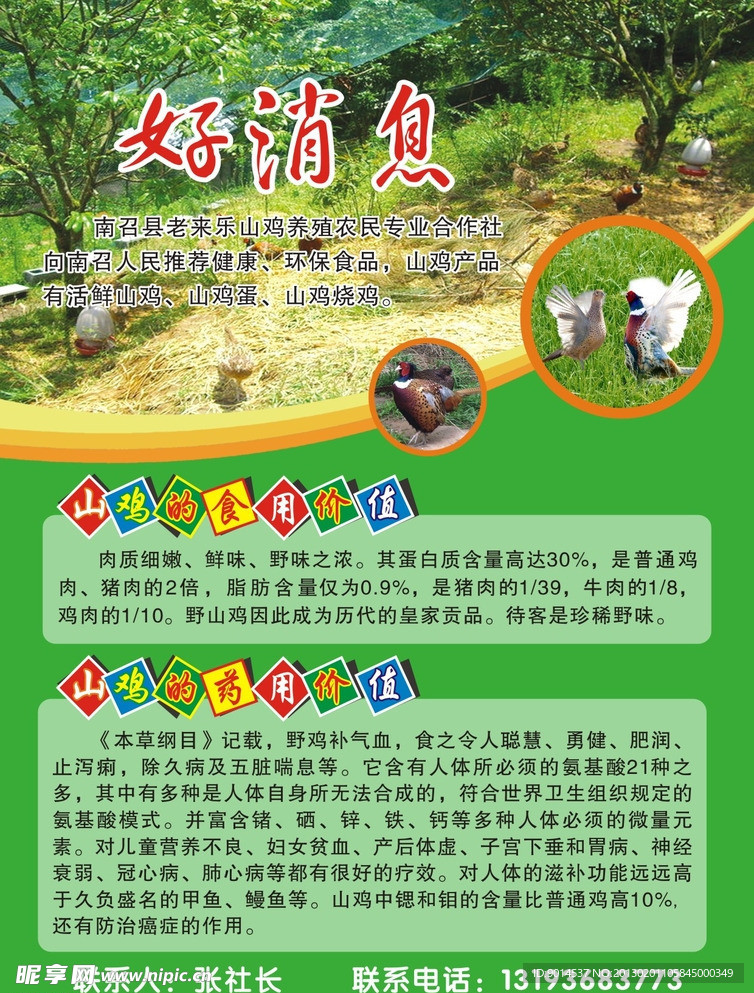 山鸡