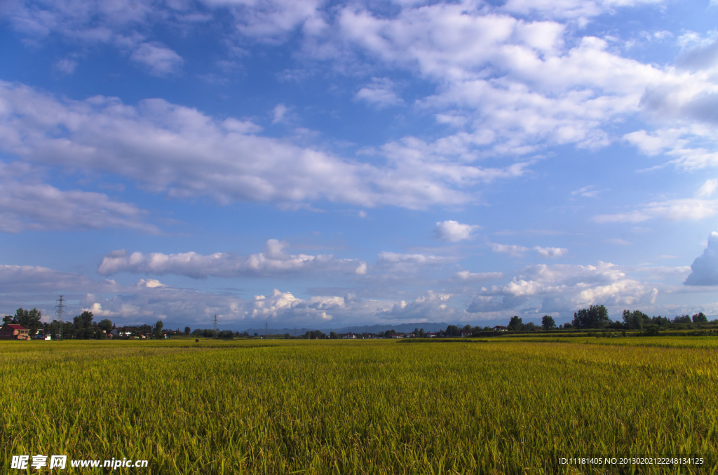 田野