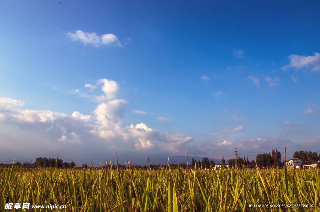 希望田野
