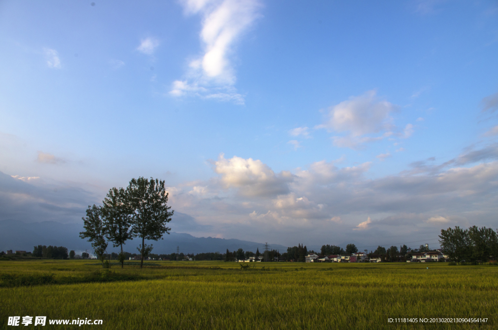 希望的田野