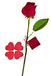 玫瑰花