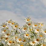 雏菊