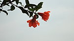 石榴花