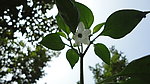 辣椒花
