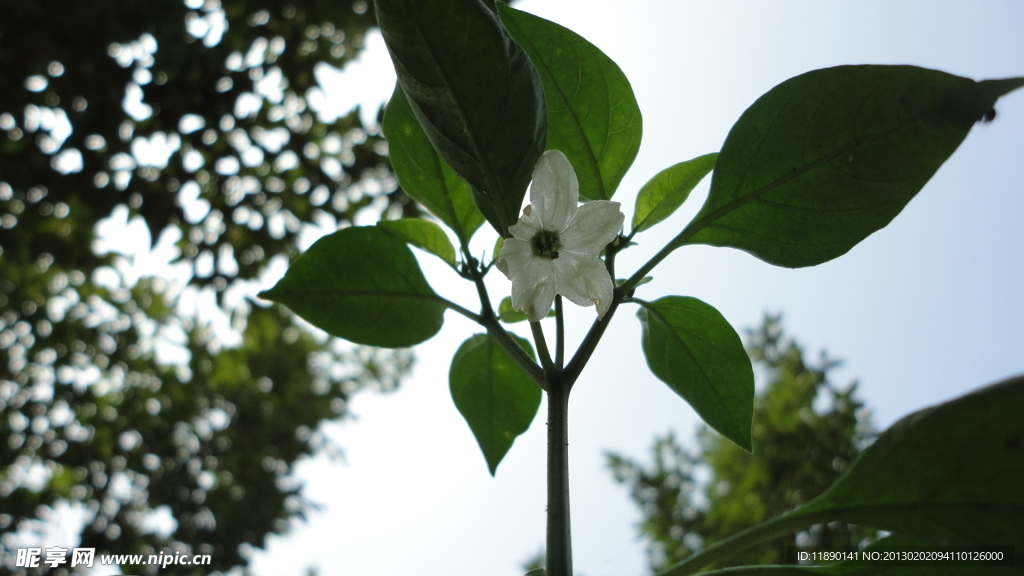 辣椒花