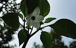 辣椒花