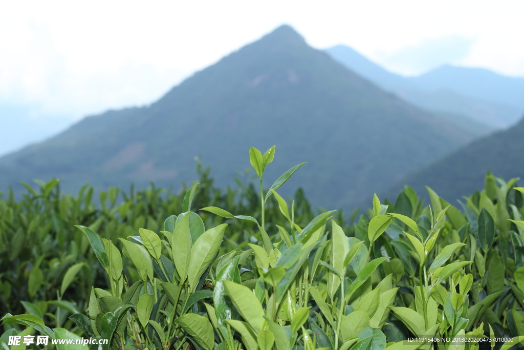 茶园风光