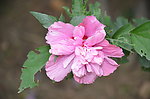 木槿花