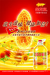 金龙鱼食用油广告海报