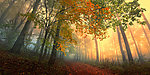 森林秋天晨雾美景图片