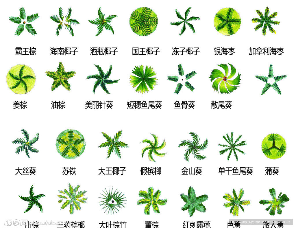 树叶素材