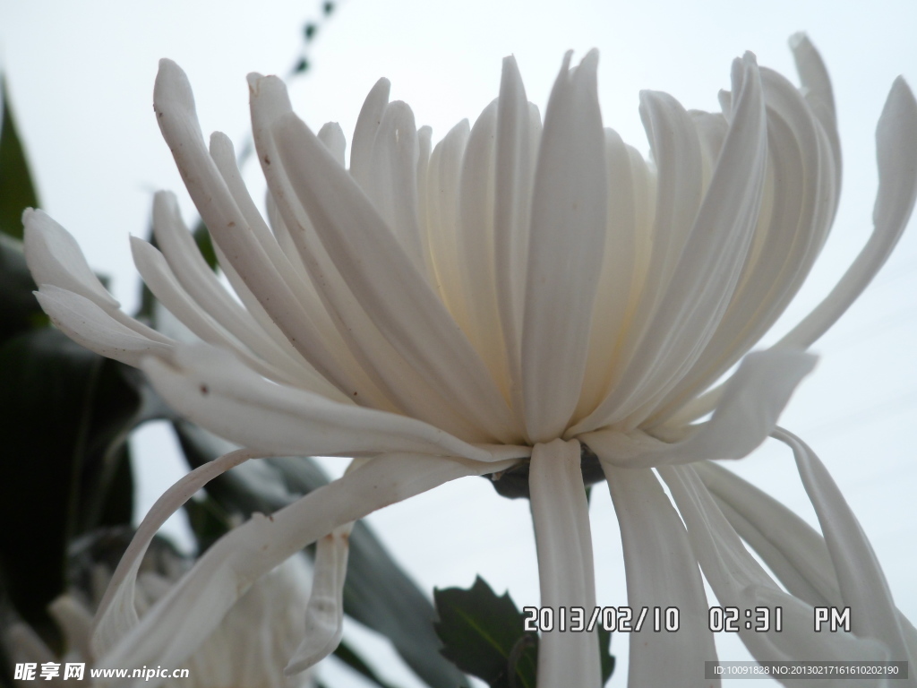 菊花