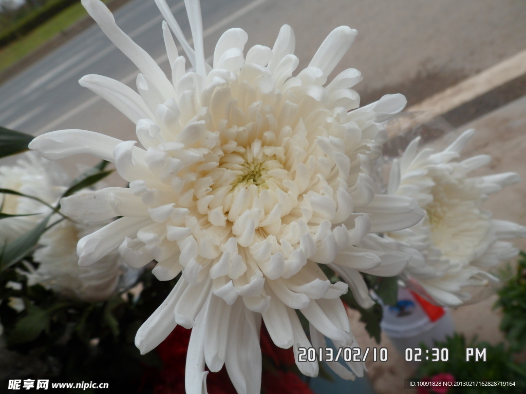 菊花