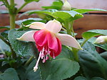 小花