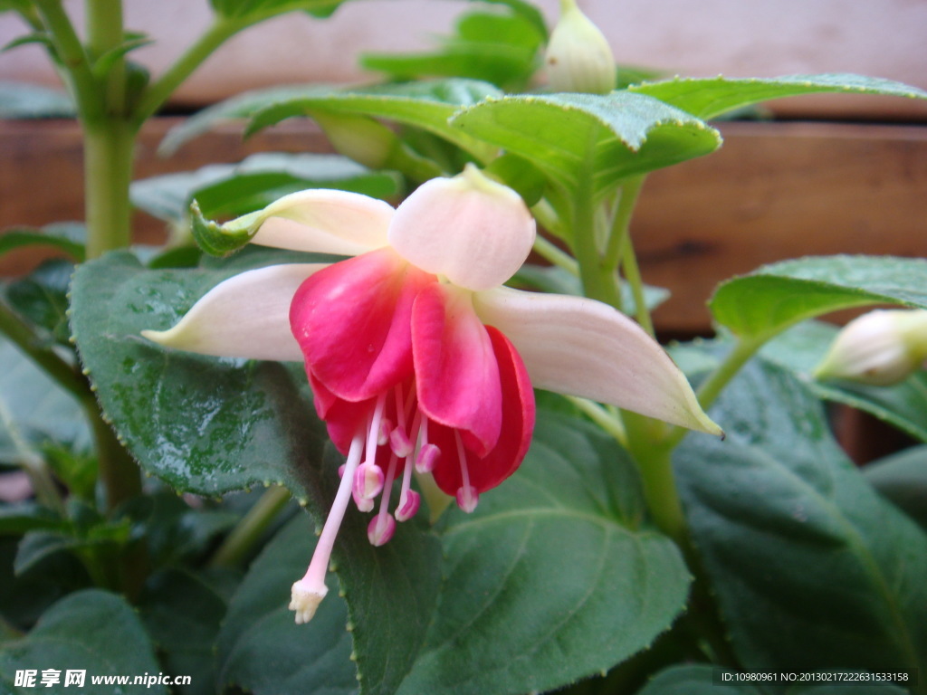 小花