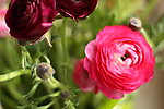 花毛茛