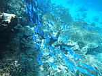 海洋生物
