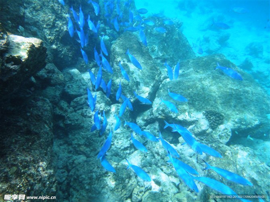 海洋生物