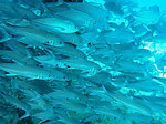 海底生物