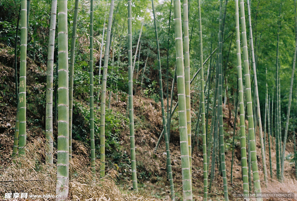 翠竹