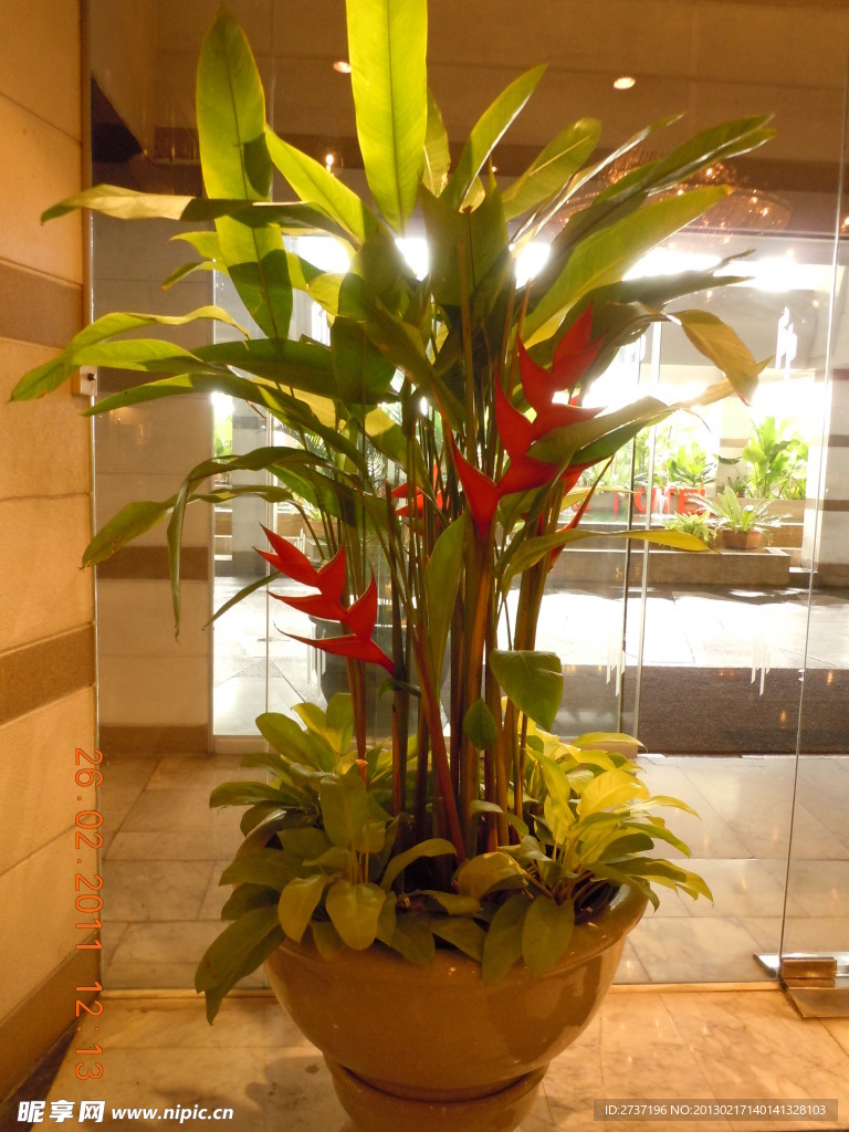 热带植物