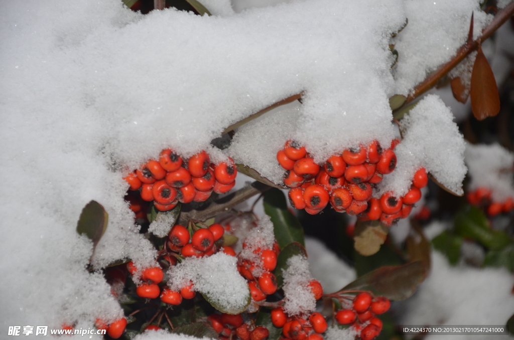 雪里火棘果