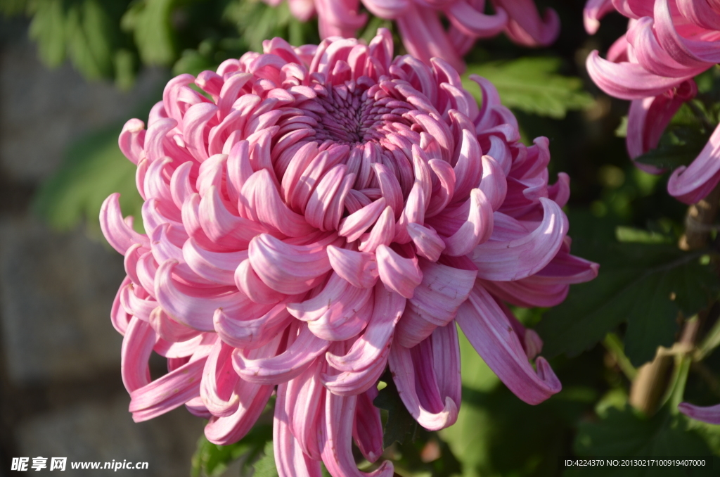 菊花