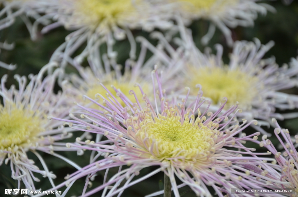 菊花