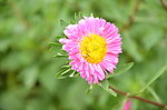 翠菊