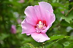 木槿花