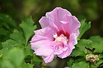 木槿花