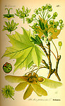 手绘彩色植物图谱