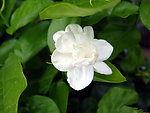 茉莉花