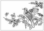 花鸟线描图