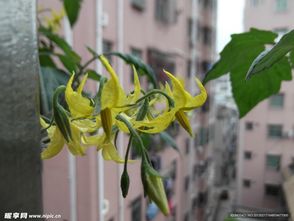 圣女果花