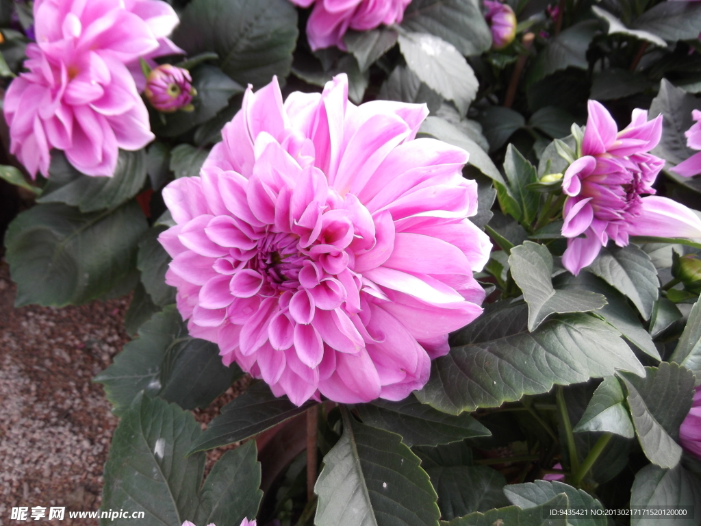 菊花
