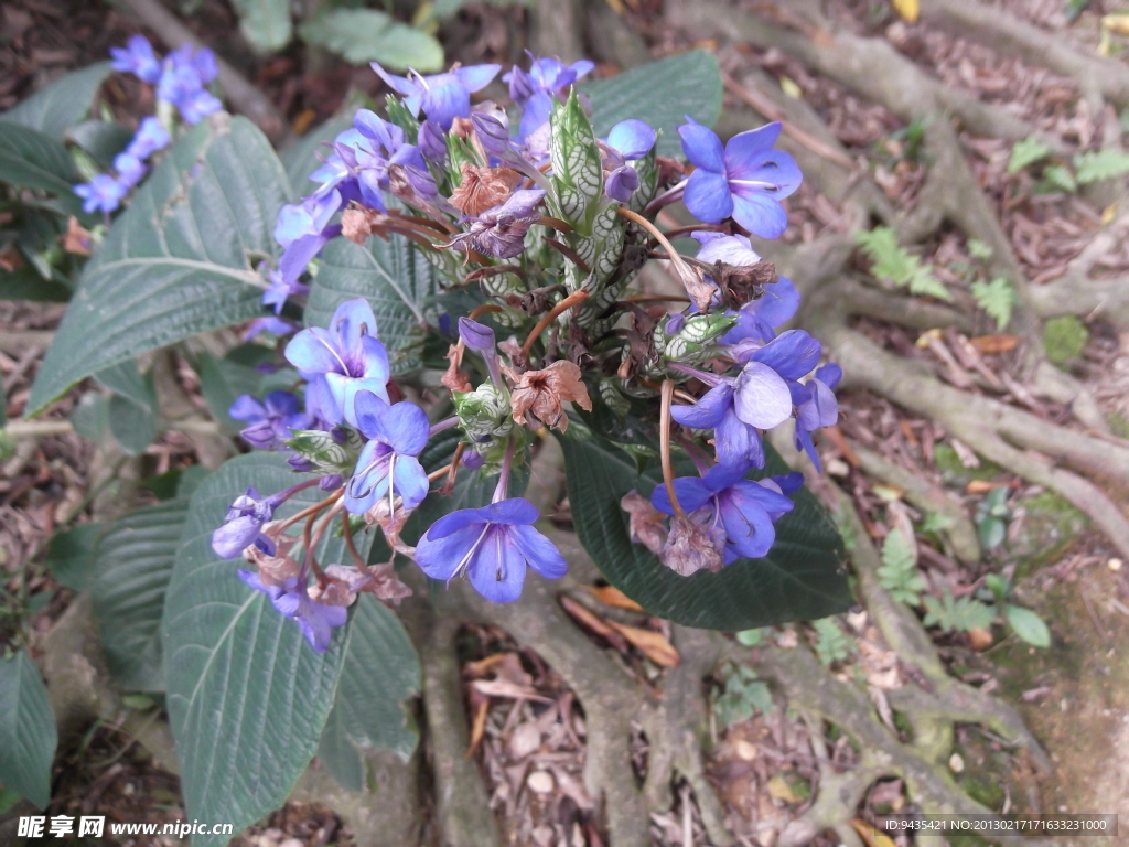 紫色小花
