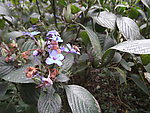 小花