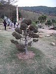 罗汉松