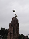 植物化石