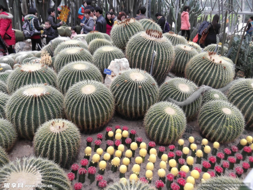 沙漠植物