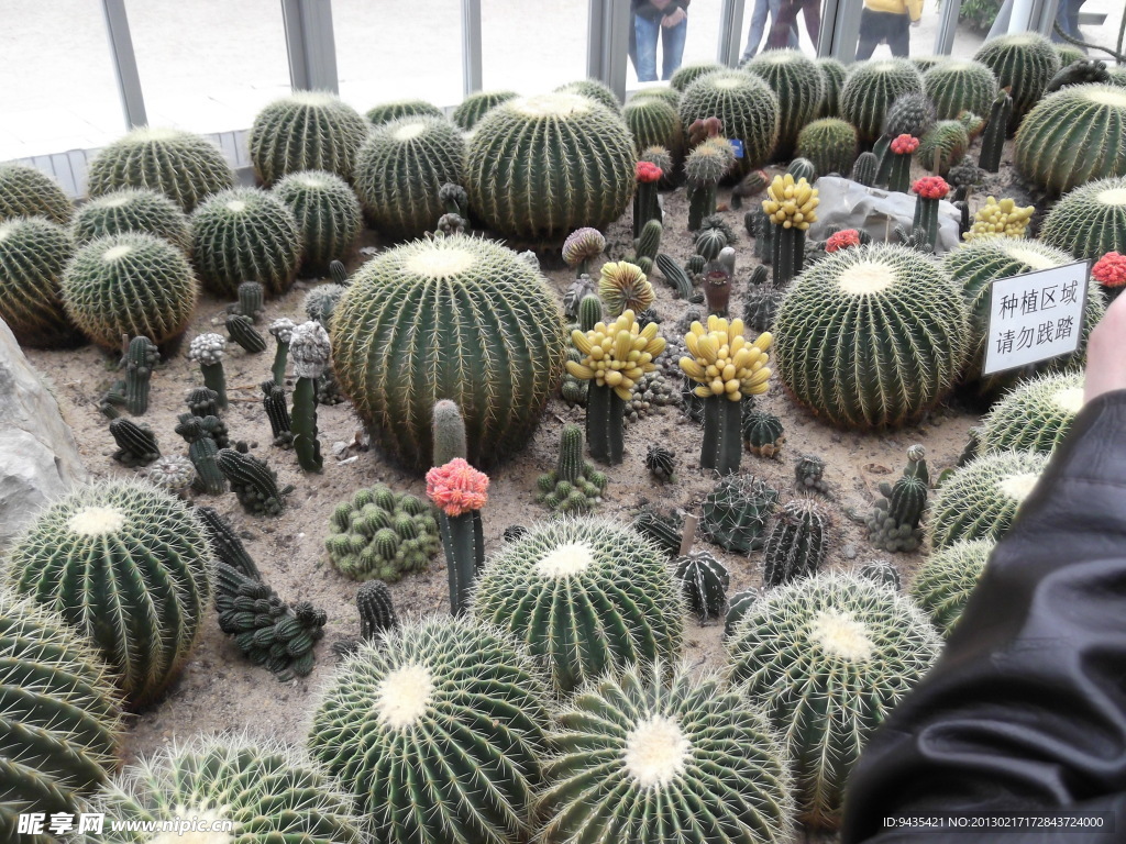 沙漠植物